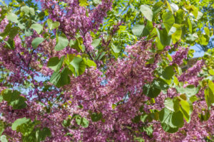 Azerbaijan, Qobustan, lilac tree, spring Azerbaijan, Qobustan, lilac tree, spring